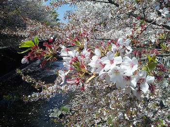 葉桜.jpg