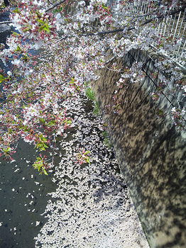 葉桜２.jpg