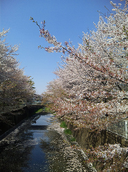 葉桜３.jpg