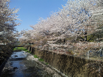 葉桜４.jpg